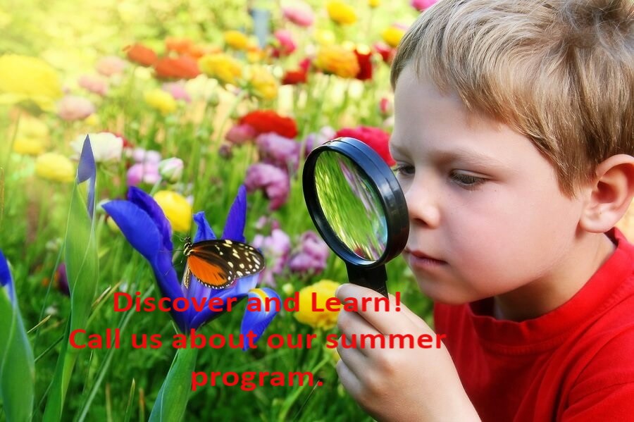 Little Boy Bug Hunting H